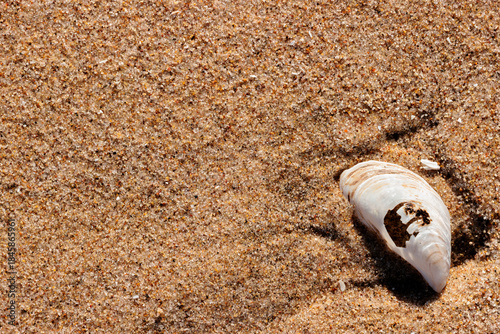 A partially broken zebra mussel shell is afixed to the beach sand at Harrington Beach State Park, Belgium, Wisconsin in late November