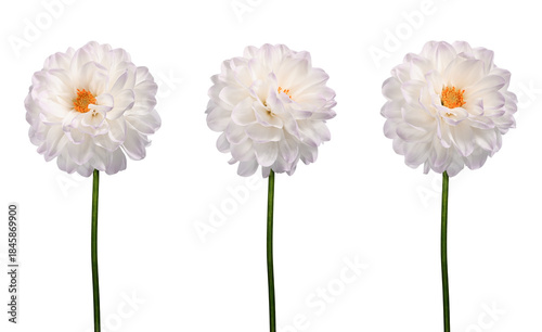 White dahlia flowers isolated on white background. Fresh blooming flowers on stems for creating floral arrangements, cards, wedding invitations, designs, collages, floral frames.