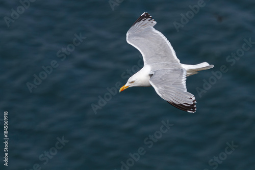 European Herring Gull (Larus argentatus) in flight over sea.