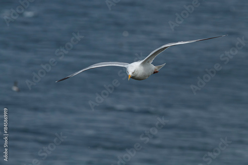 European Herring Gull (Larus argentatus) in flight over sea.