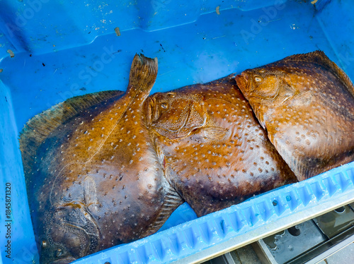 Freshly caught flatfish in a blue container