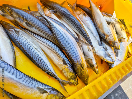 Fresh catch of silver fish in a yellow container