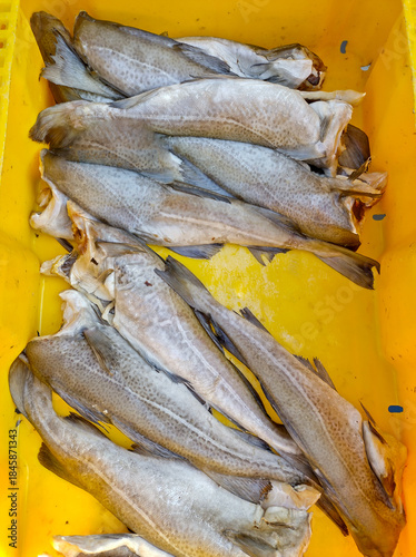 Freshly caught fish in a yellow container for market sale