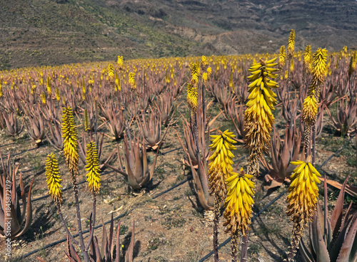 Field of blooming aloe vera plants