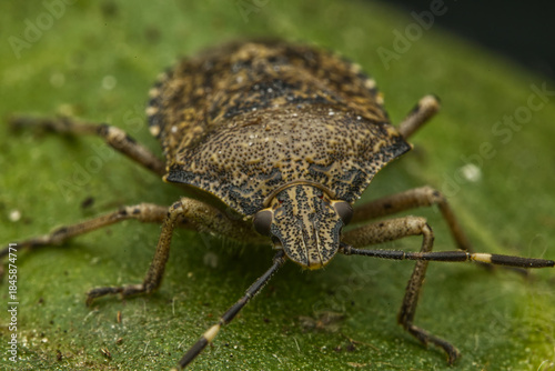The macro photo of a small brown bug Halyomorpha Halys on a green leaf
