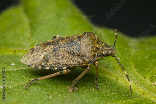 The macro photo of a small brown bug Halyomorpha Halys on a green leaf
