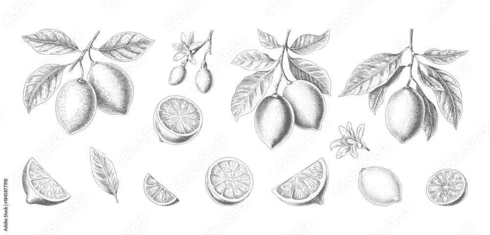 Fototapeta premium Antique lemon branches with leaves, flowers, and sliced citrus forms.