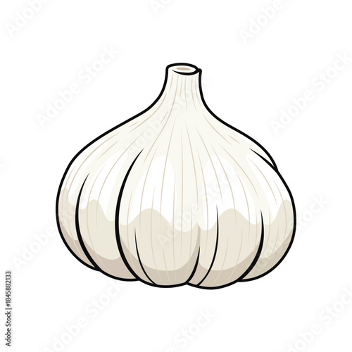 Fresh whole white garlic bulb vector illustration icon in flat cartoon style isolated on white background