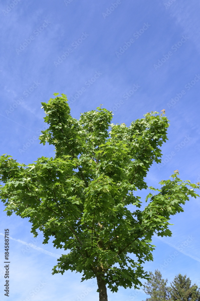 Fototapeta premium Ahorn, Chinesischer Waldahorn, Chinesischer Spitzahorn, Acer truncatum, Pacific Sunset