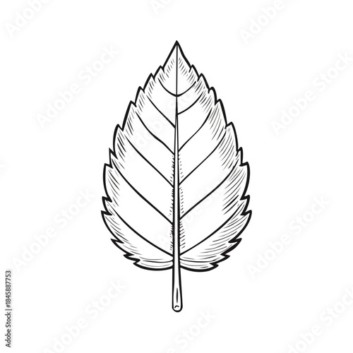 Simple line drawing of a single leaf showcasing detailed veins and textured shading in a minimalist style.
