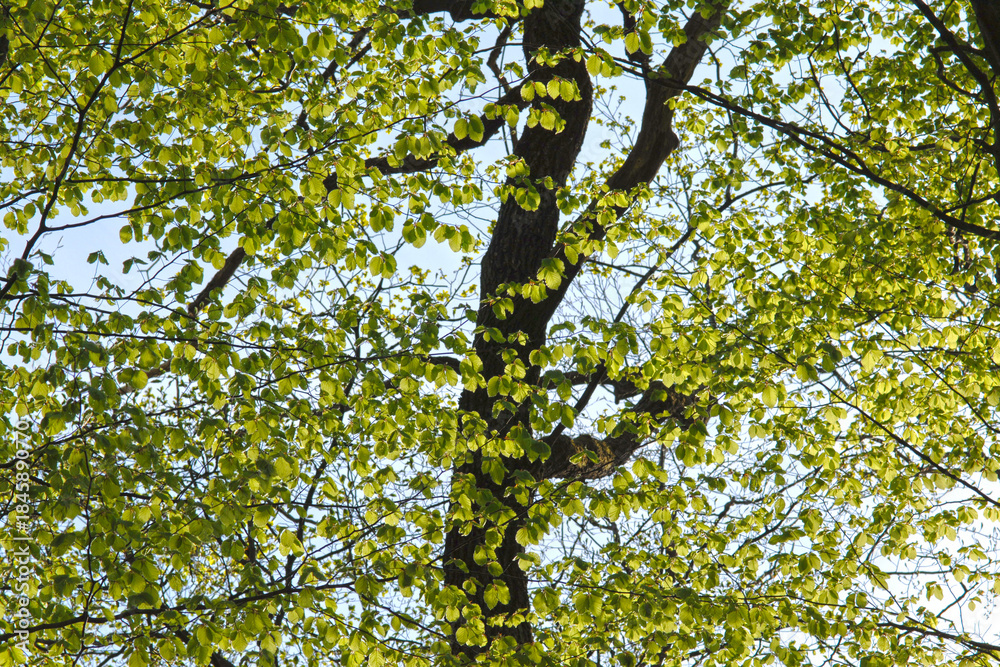 Fototapeta premium Buche, Gemeine Buche, Rot-Buche, Fagus sylvatica L.