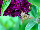 Kwiaty Budleji Davida, (Buddleja davidii)  i odwiedzające je motyle.
Budleja, krzew który jest ozdobą ogrodu i radością dla motyli