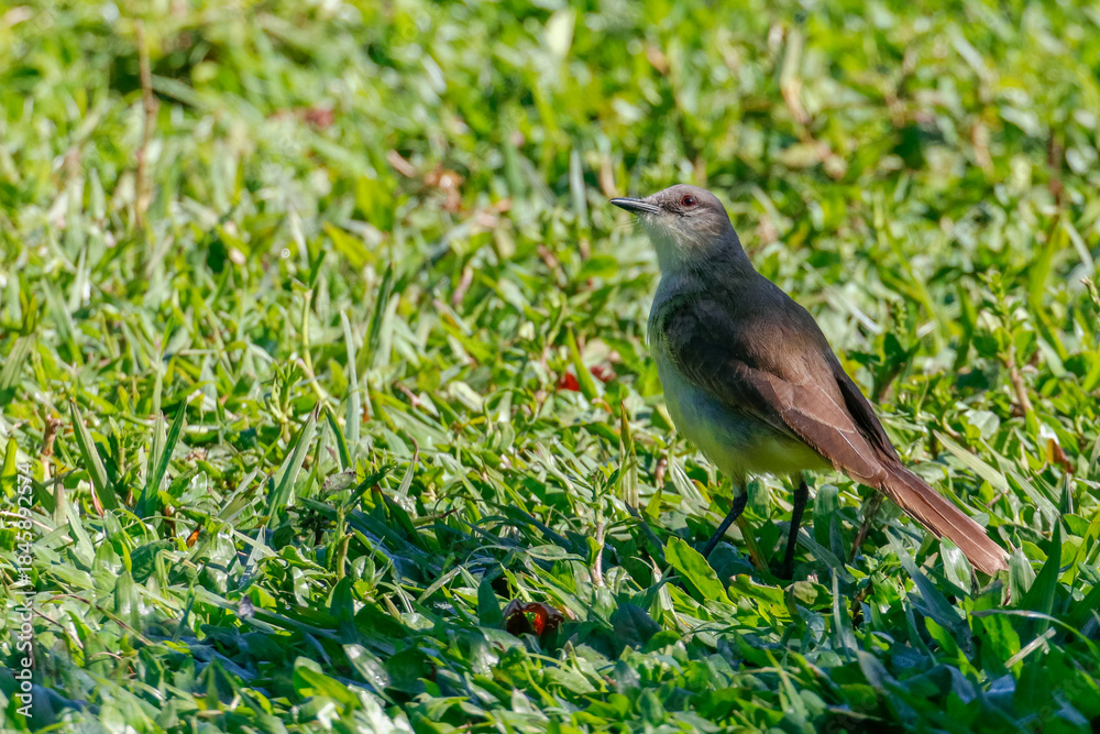 Obraz premium Cattle Tyrant (Machetornis rixosa) standing in green grass under sunlight. Gray-brown plumage and yellowish belly. Fauna, nature, wildlife.