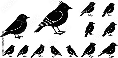 Collection of northern cardinal birds in various poses