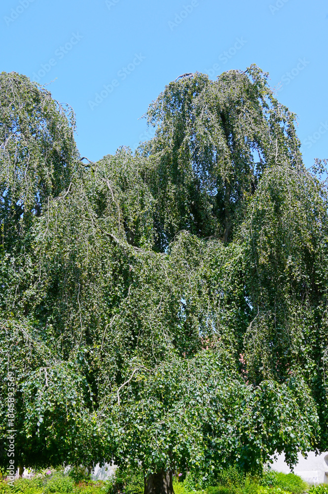 Fototapeta premium Buche, Trauerbuche, Hänge-Buche, Fagus sylvatica f. pendula