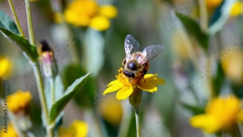 A Honeybee gracefully collects nectar on vibrant yellow flower in a sun-drenched field, showcasing the beauty of nature's design.