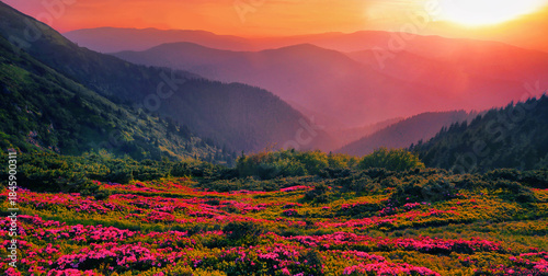 unbelievable blooming red pink rhododendrons flowers, spectacular morning dawn scene in mountains...exclusive - this image is sell only on Adobe stock