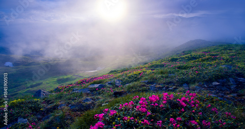 Fotografia incredible blooming red pink rhododendrons flowers, spectacular morning dawn scene in mountains