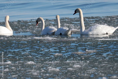 mute swans feeding on bay in freezing water