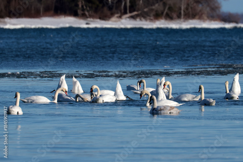 mute swans feeding on bay in freezing water