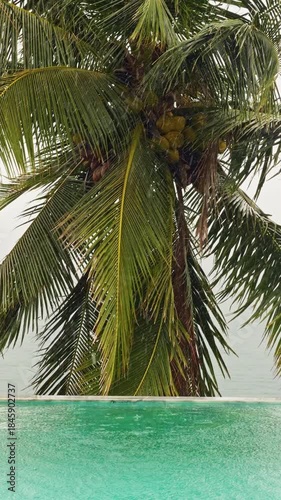 it is raining heavily, a palm tree by the pool in a luxury villa and the sea