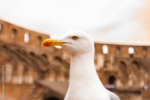seagull in Colosseum in rome italy