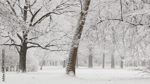 it is snowing heavily in the park, large flakes of snow are slowly falling on tree branches, people are walking dogs, elderly people are doing Nordic walking with sticks