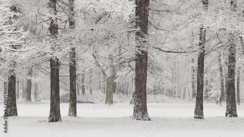 it is snowing heavily in the park, large flakes of snow are slowly falling on tree branches, no people