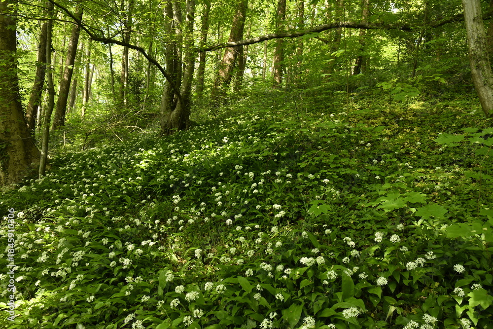 Obraz premium Forêt de fleurs à pétales fines dans la forêt au Tunnel des Amoureux à Écaussinnes-Lalaing (Soignies)
