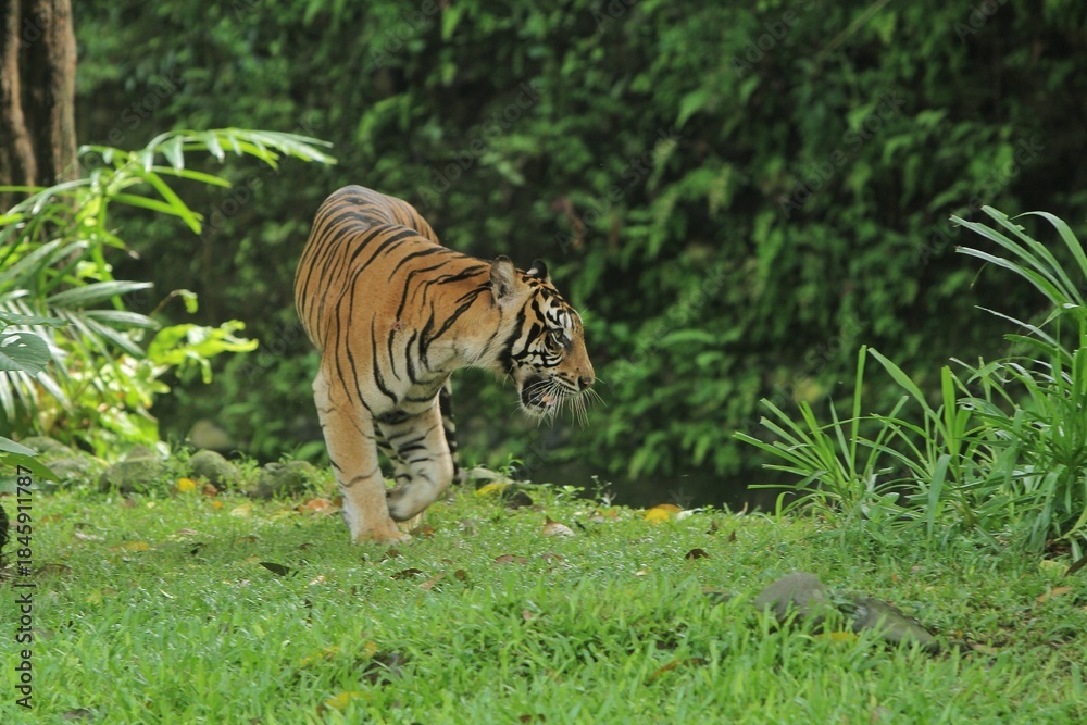 Fototapeta premium a sumatran tiger roaming the grass in the morning