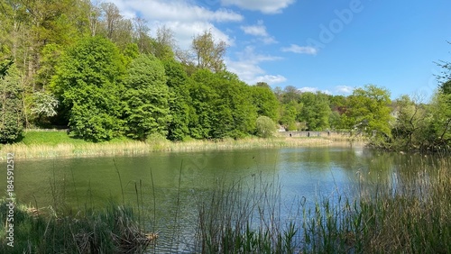 Beauté du printemps à la forêt de Soignes aux étangs de l'abbaye du Rouge-Cloître à Auderghem (Bruxelles Capitale Région )