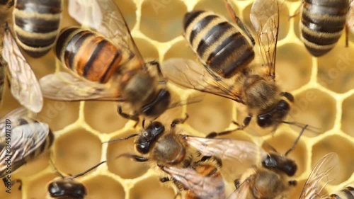 Active work of bees during honey collection.
Inside the hive, the bees create a honeycomb of wax and convert the nectar into honey. 
