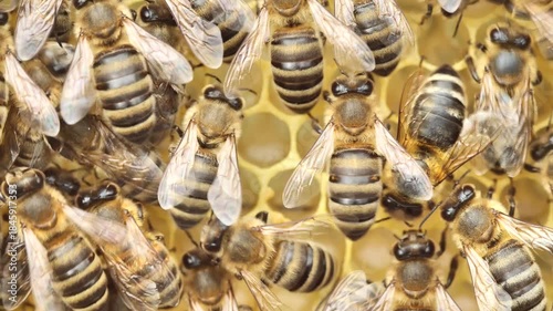 Summer activities of bees inside the hive.
Bees create wax honeycombs and convert nectar into honey.
