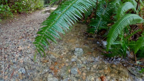 Water Flowing on a Lush Rainforest Path 4K UHD.A gimbal camera dolly shot in a lush, temperate rainforest of the Pacific Northwest. 4K UHD.
