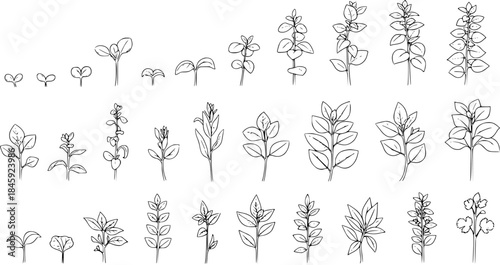 Black and White Line Art of Plant Growth Stages and Leaves, Botanical Vector Illustration