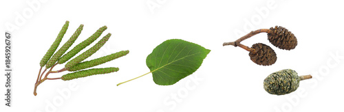 Alder leaf, male and female catkins isolated on white background 