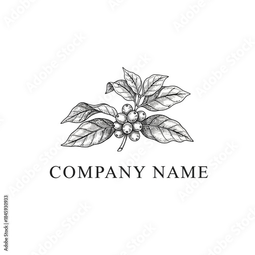 Elegant Hand Drawn Coffee Plant Branch with Berries and Leaves.