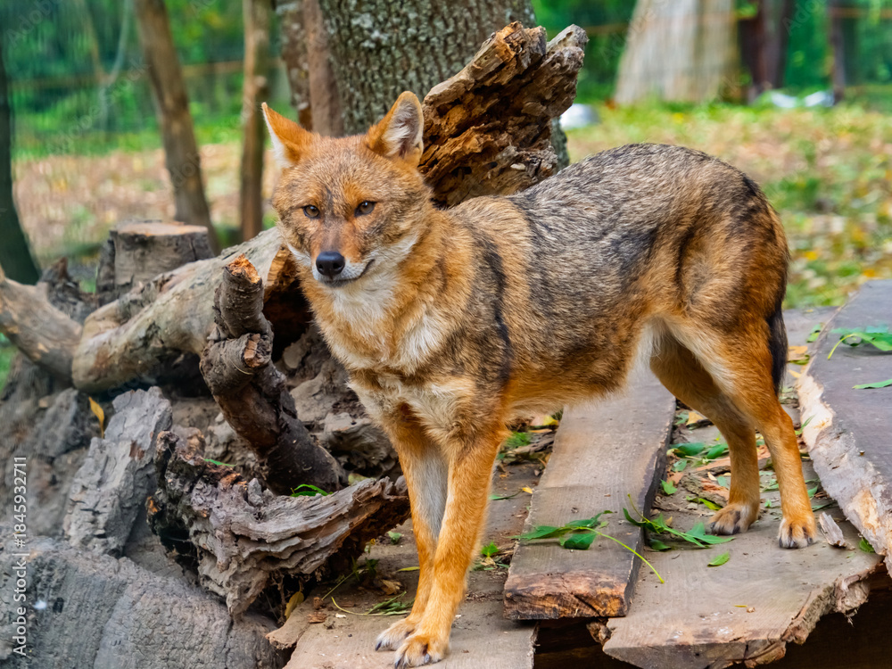 Obraz premium European golden jackals