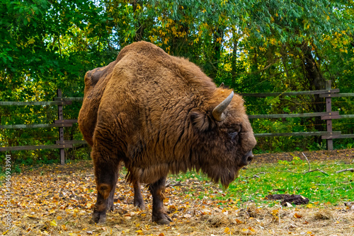 European bison in Autumn