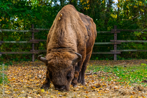European bison in Autumn