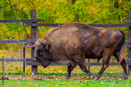 European bison in Autumn