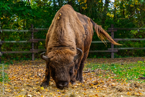 European bison in Autumn