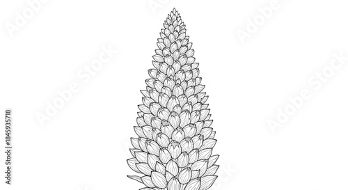 Detailed black and white line art illustration of a lupine flower stalk, hand-drawn in a realistic botanical style perfect for vintage-inspired designs.