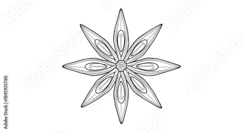 Detailed black and white line art illustration of a star anise seed pod, hand-drawn in a precise botanical style for culinary or decorative designs.