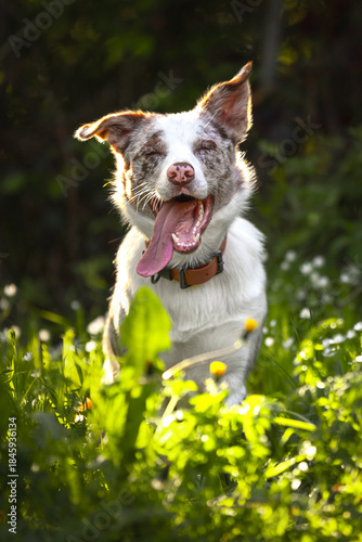 Joyful Red Merle Border Collie Running in Sunlit Forest