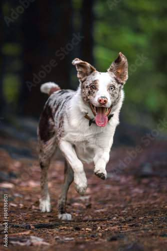 Happy Red Merle Border Collie Running Through Forest Toward Camera