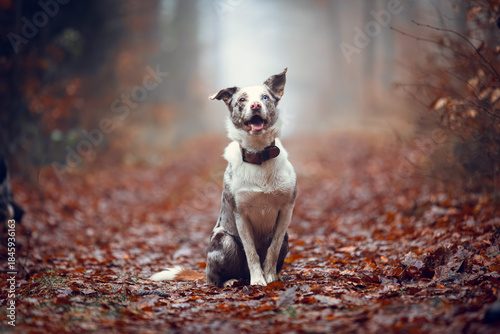Red Merle Border Collie Sitting on Leaf-Covered Forest Path in Soft Autumn Light