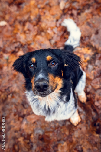 Czech Spotted Dog Sitting on Forest Trail in Autumn, close up