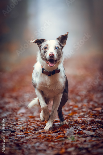 Red Merle Border Collie Walking Toward Camera on Misty Forest Trail
