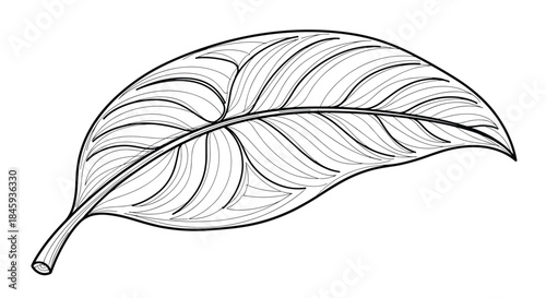 A beautifully stylized and decorative leaf illustration in black and white line art, featuring elegant, flowing vein patterns.